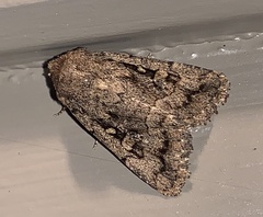 Eriopygini