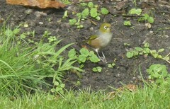 Zosterops lateralis lateralis