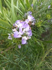 Psoralea pinnata