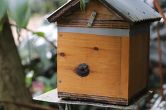 Tetragonula hockingsi