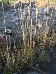 Calamagrostis inexpansa