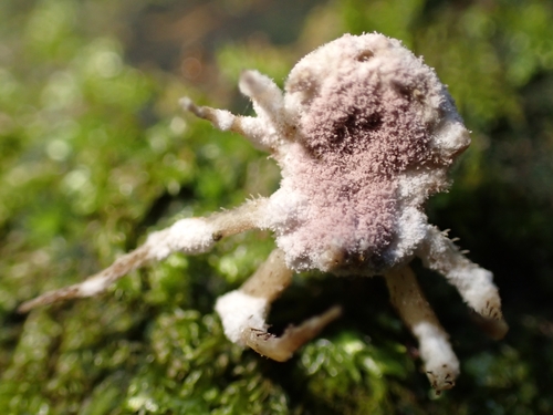Purpureocillium atypicola