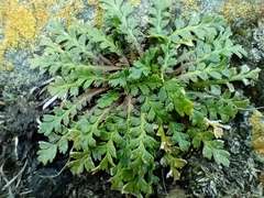 Lepidium tenuicaule