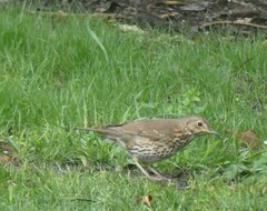 Turdus philomelos clarkei