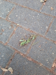 Sphodromantis viridis