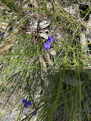 Dampiera stricta