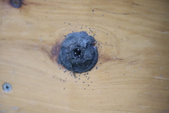 Tetragonula hockingsi