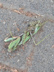 Sphodromantis viridis