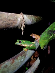 Rhacophorus malabaricus