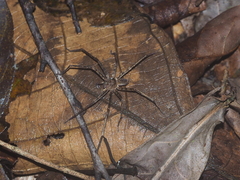 Heteropoda homstu