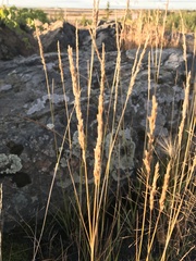 Calamagrostis inexpansa