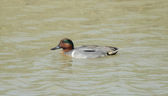 Anas crecca carolinensis