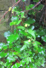 Calceolaria tripartita