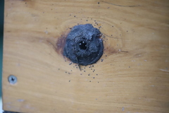 Tetragonula hockingsi