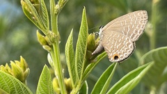 Jamides bochus formosanus