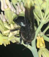 Xylocopa californica arizonensis