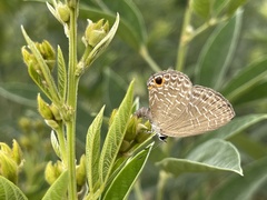 Jamides bochus formosanus