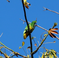 Drepanoptila holosericea