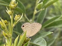 Jamides bochus formosanus