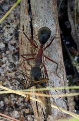 Camponotus intrepidus