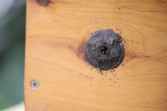 Tetragonula hockingsi