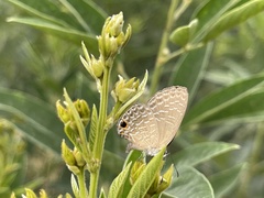 Jamides bochus formosanus
