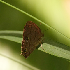 Hermeuptychia intricata