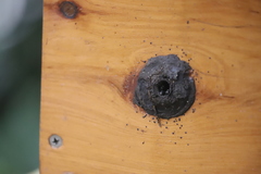 Tetragonula hockingsi