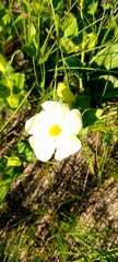 Thunbergia