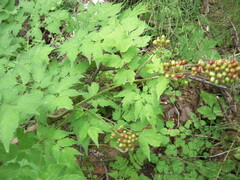 Actaea erythrocarpa