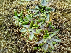 Plantago triandra