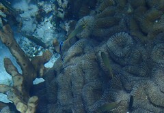 Pseudanthias huchtii