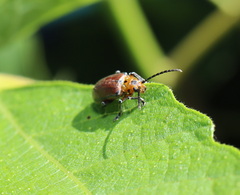 Poneridia semipullata