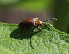 Poneridia semipullata