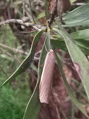 Palaeosia bicosta