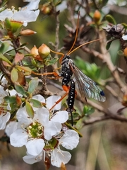 Echthromorpha intricatoria