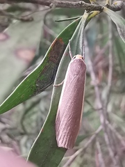 Palaeosia bicosta