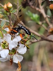 Echthromorpha intricatoria