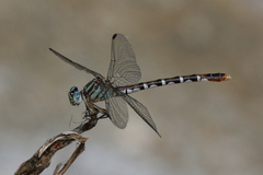 Erpetogomphus lampropeltis natrix
