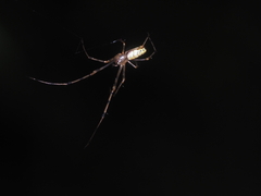 Tylorida