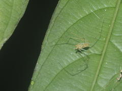 Scytodes pallida