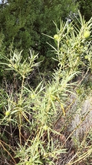 Asclepiadoideae