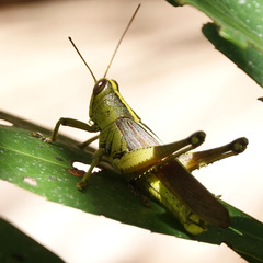 Schistocerca alutacea