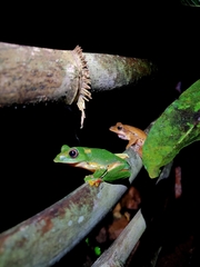 Polypedates occidentalis