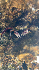 Leptograpsus variegatus