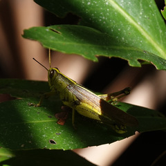 Schistocerca alutacea
