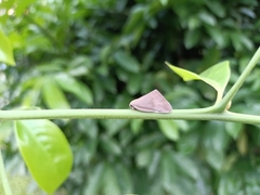 Ricaniidae