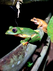 Polypedates occidentalis