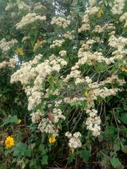 Montanoa tomentosa