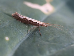 Plutella xylostella-australiana